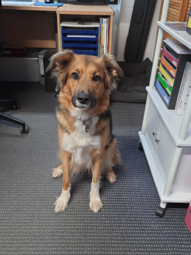 Ohne unseren Bürohund Akira geht nichts.